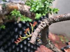 2棵清香木下山桩都发芽了 可以吗 图片