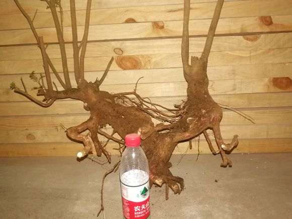 清香木下山桩桩怎么泡生根水的方法 图片