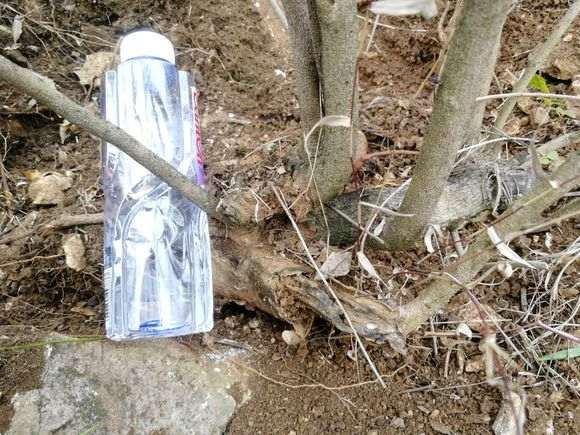 清香木下山桩桩怎么泡生根水的方法 图片