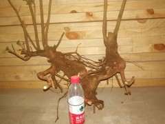 清香木下山桩怎么泡生根水的方法 图片