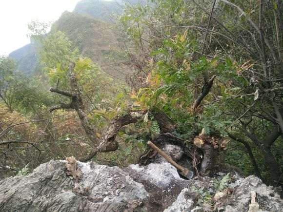广西小叶清香木下山桩 1000块 怎么样