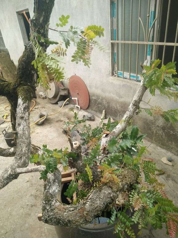 广西小叶清香木下山桩 1000块 怎么样