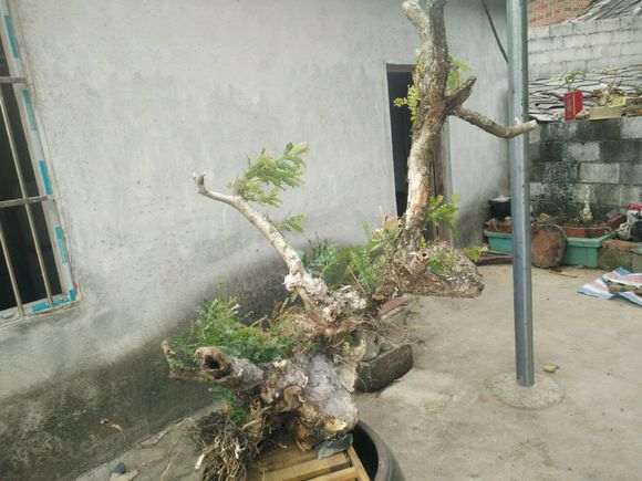 广西小叶清香木下山桩 1000块 怎么样