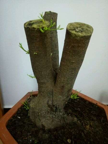 清香木下山桩发芽了 还要套袋吗 图片