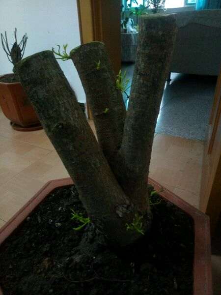 清香木下山桩发芽了 还要套袋吗 图片