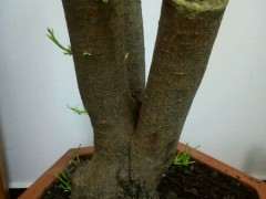 清香木下山桩发芽了 还要套袋吗 图片