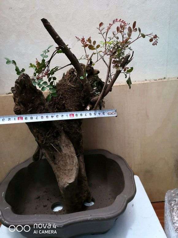 要怎样栽清香木下山桩才成活率高 图片