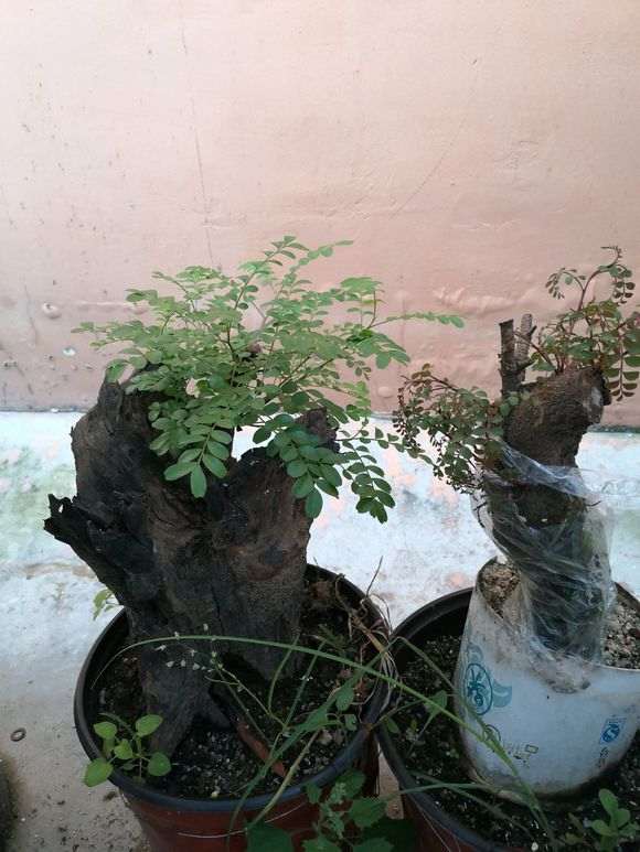 栽种3个月的清香木下山桩来芽了怎么办