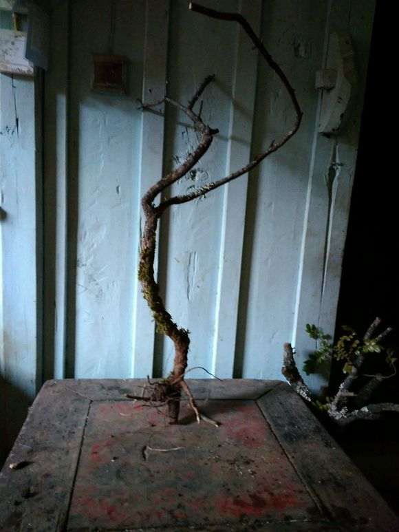 清香木下山桩的须根要剪掉吗 图片