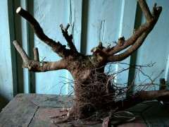 清香木下山桩的须根要剪掉吗 图片