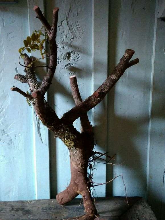 请问大佬 清香木下山桩怎么种植 图片