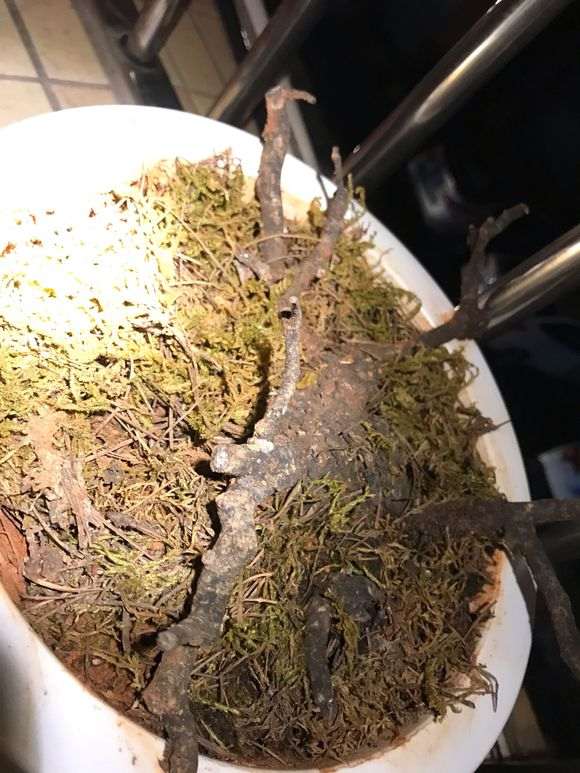 清香木下山桩上盆后有白点 怎么办 图片