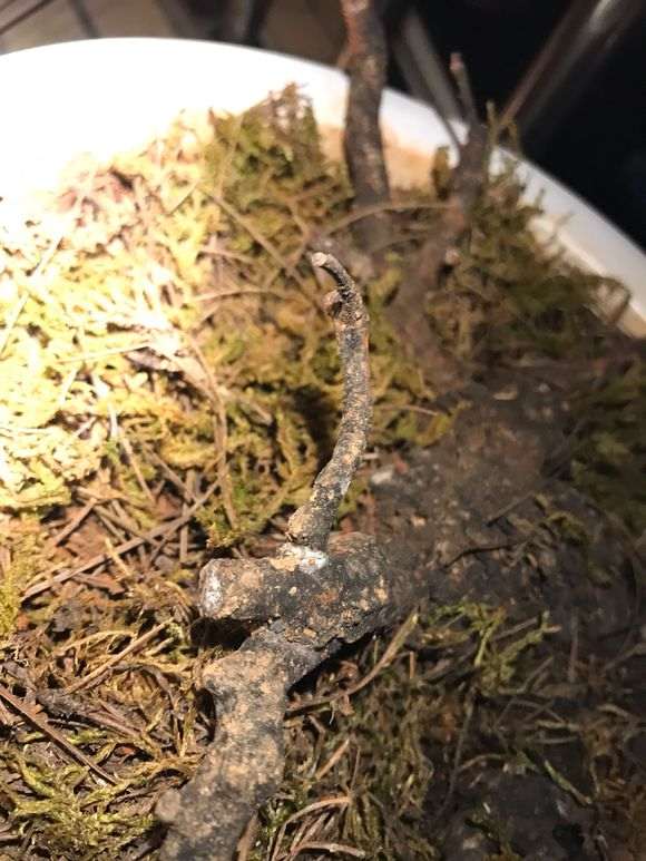 清香木下山桩上盆后有白点 怎么办 图片