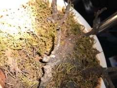 清香木下山桩上盆后有白点 怎么办 图片