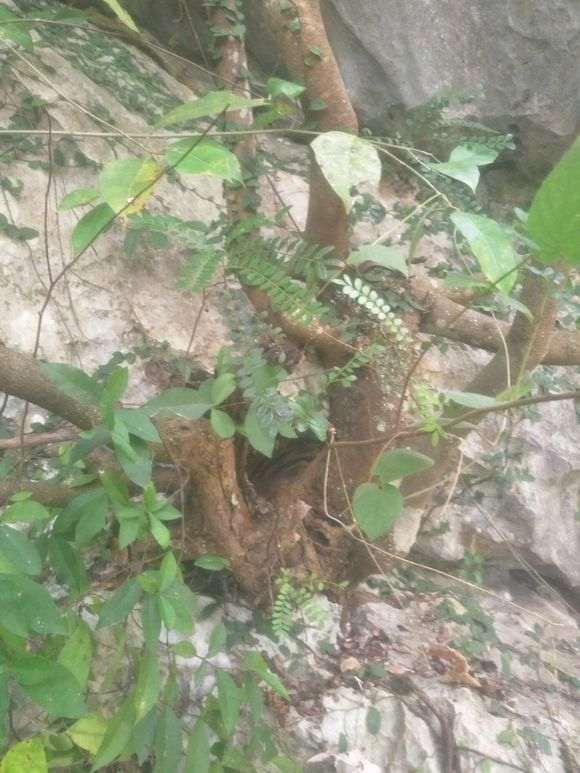 什么时候挖清香木下山桩最好 图片