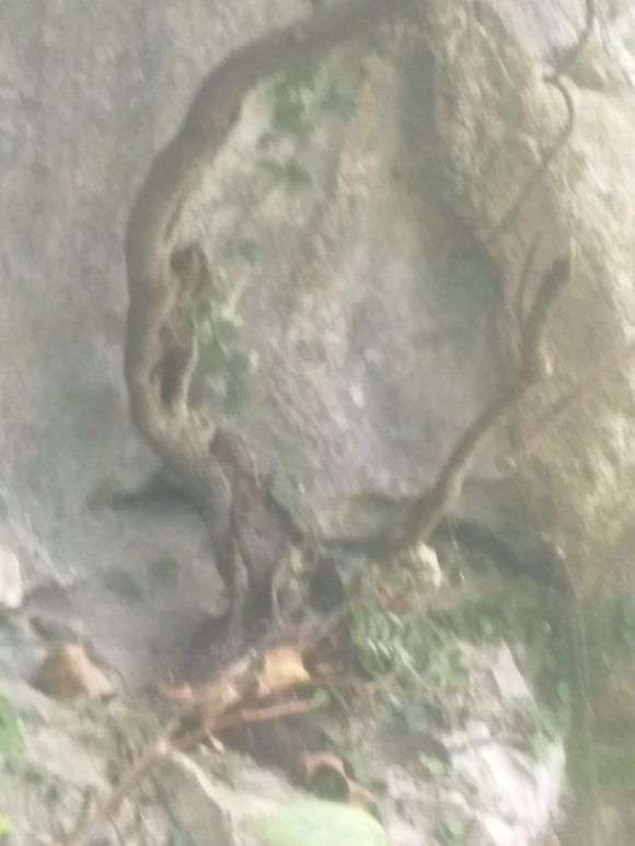 什么时候挖清香木下山桩最好 图片