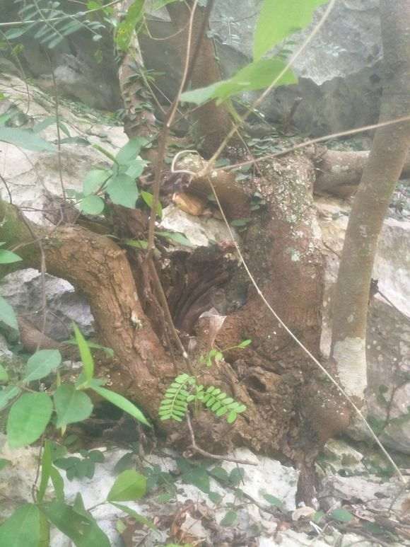 什么时候挖清香木下山桩最好 图片