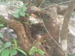 什么时候挖清香木下山桩最好 图片