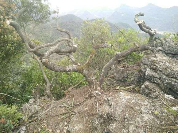 问下盆友 浙江能种清香木下山桩吗 图片