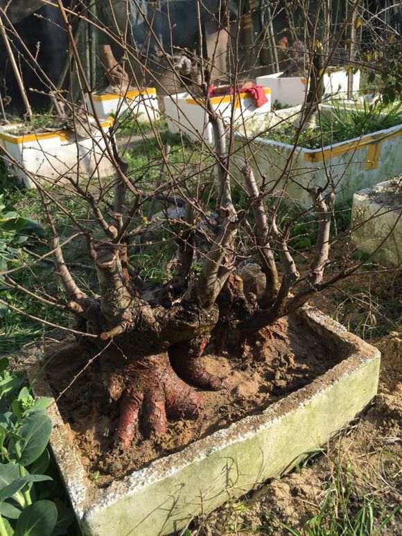 问下盆友 浙江能种清香木下山桩吗 图片