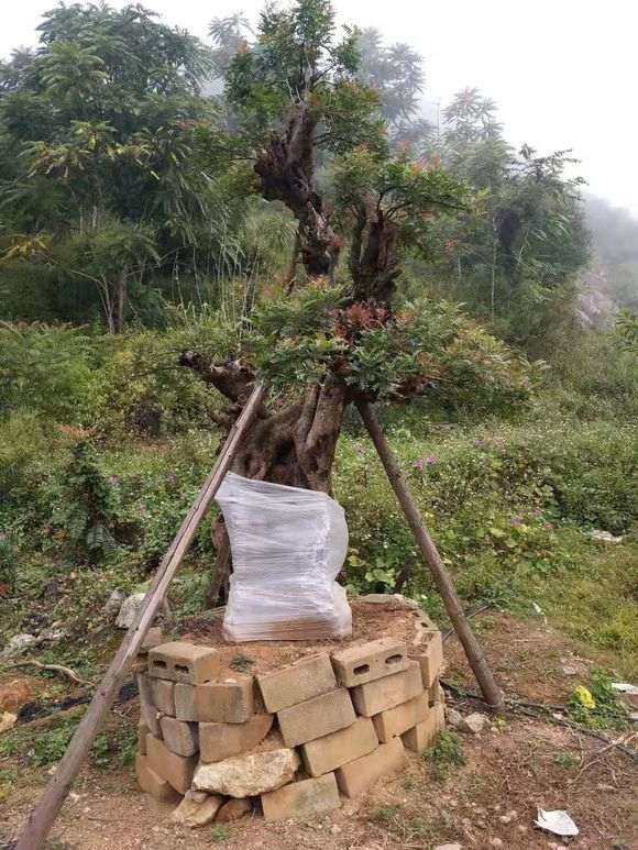 清香木下山桩直径70cm 价格9万6 贵吗