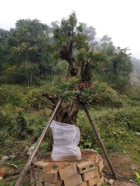 清香木下山桩直径70cm 价格9万6 贵吗