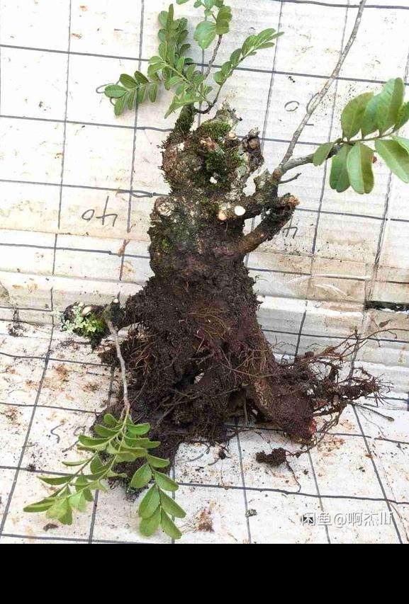 清香木下山桩怎么栽才能成活 图片