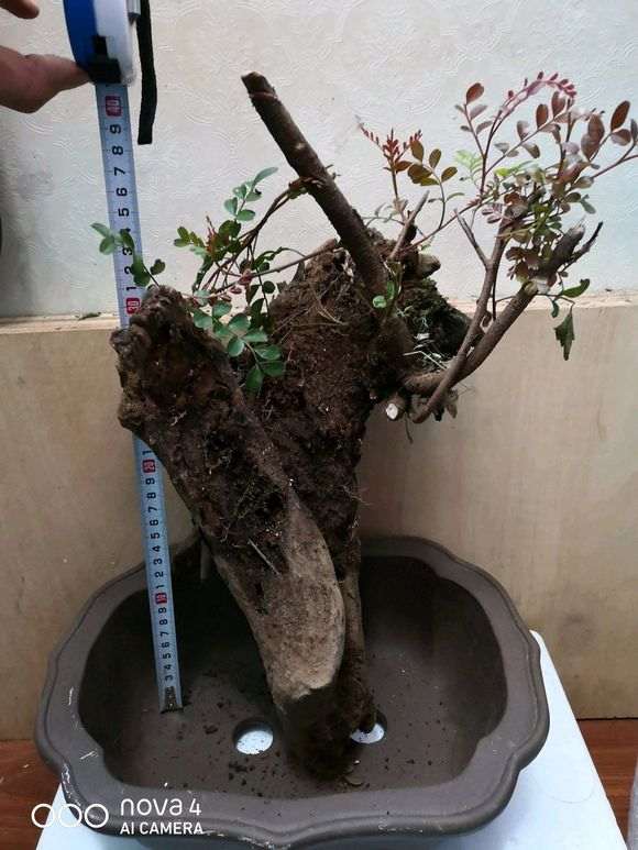 清香木下山桩多久发芽 不是水芽 图片