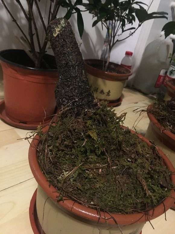 北方冬天太冷 适合云南清香木下山桩吗