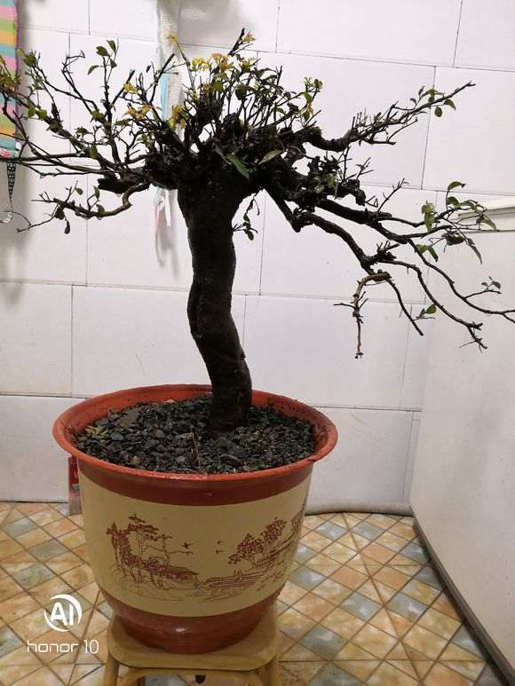 这是黑骨茶下山桩吗 挺漂亮的 图片