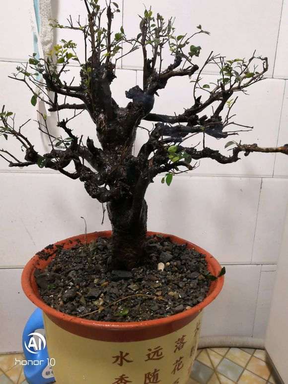 这是黑骨茶下山桩吗 挺漂亮的 图片