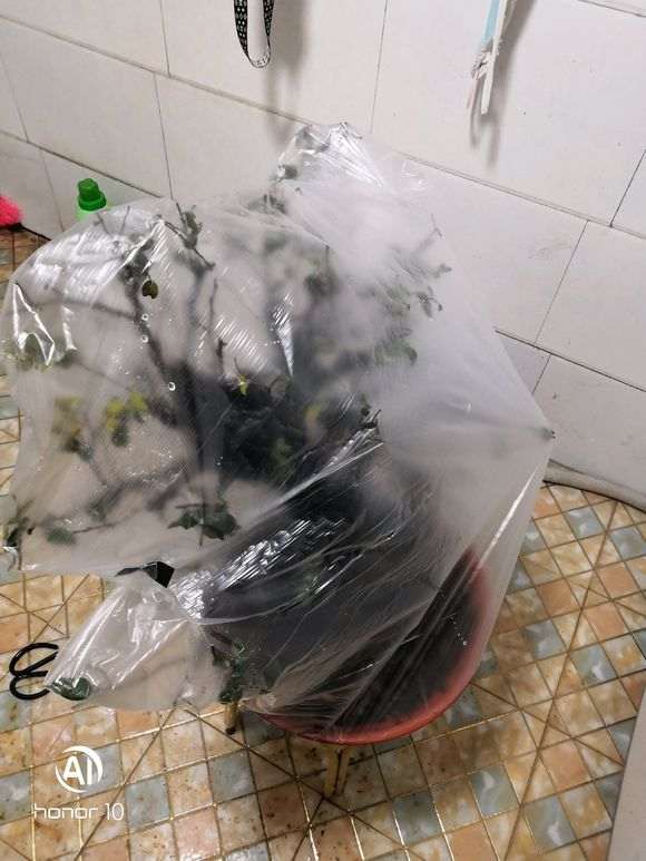 这是黑骨茶下山桩吗 挺漂亮的 图片