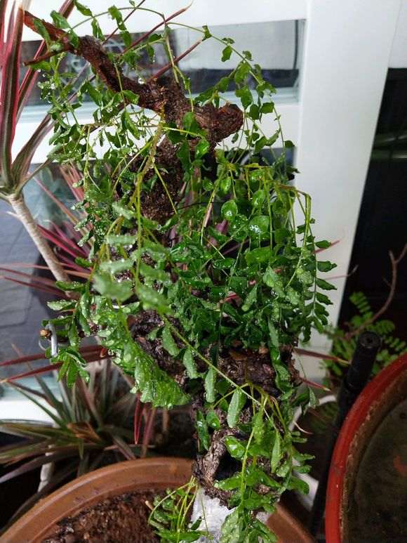 清香木下山桩叶子发蔫 怎么办 图片