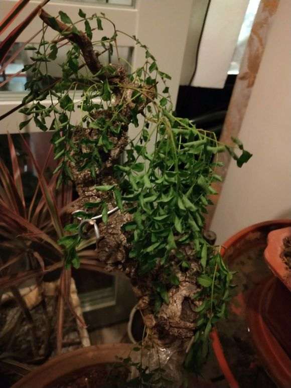 清香木下山桩叶子发蔫 怎么办 图片