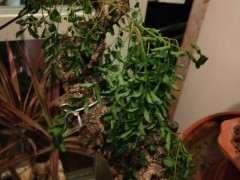 清香木下山桩叶子发蔫 怎么办 图片