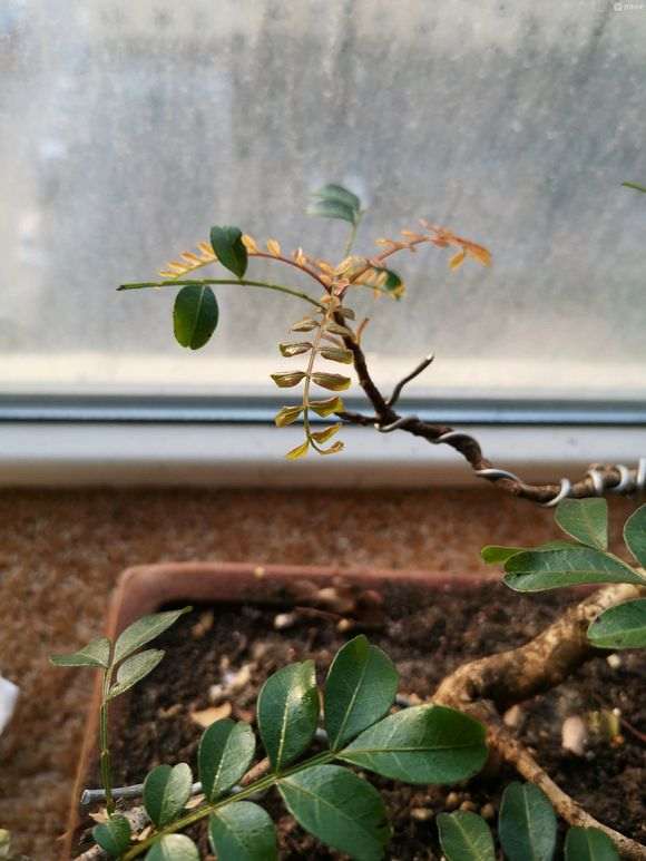 清香木下山桩的叶子卷了 怎么办 图片