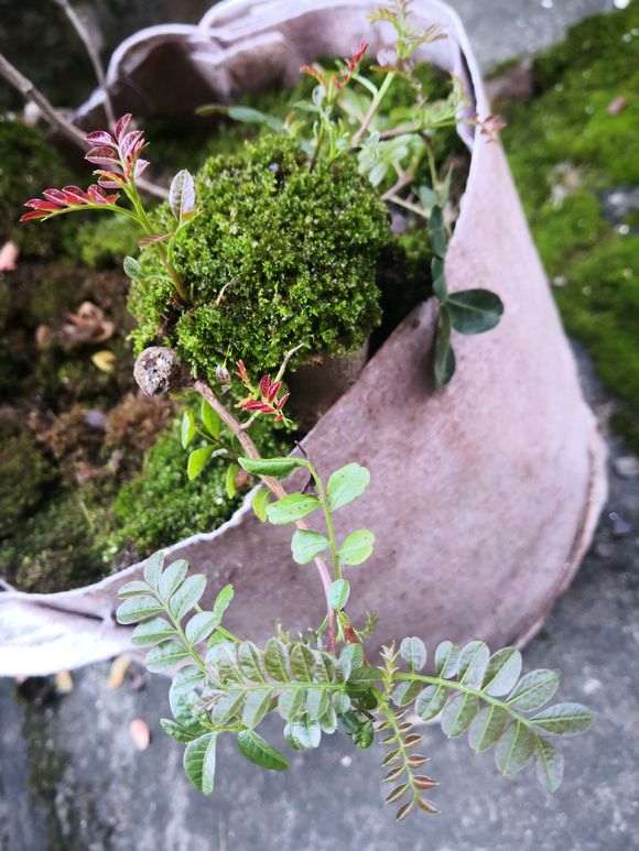 清香木下山桩的叶子卷了 怎么办 图片