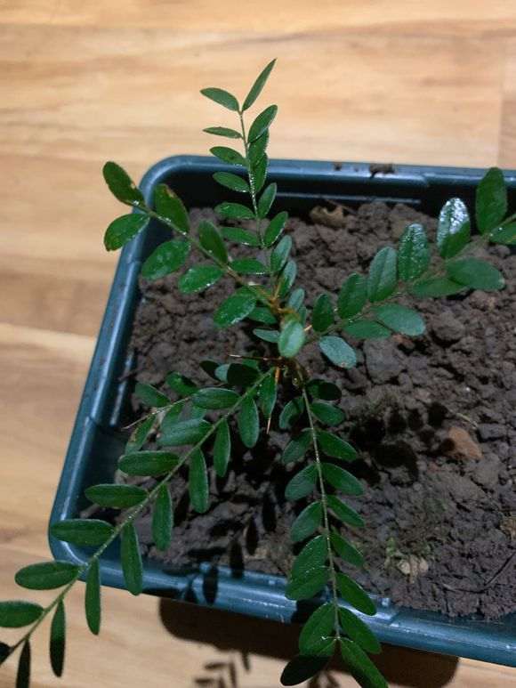 这是清香木下山桩 还是胡椒木 图片