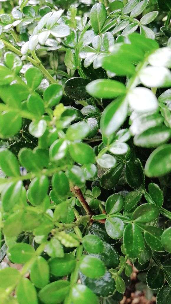 清香木下山桩生蚜虫啦 怎么办 图片