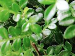 清香木下山桩生蚜虫啦 怎么办  图片