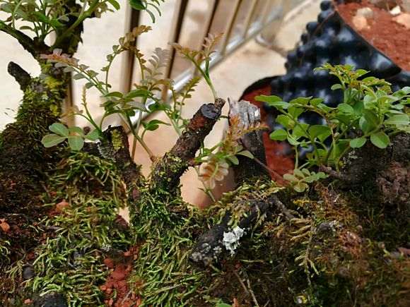 这是清香木下山桩的水芽吗 图片