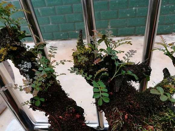 这是清香木下山桩的水芽吗 图片