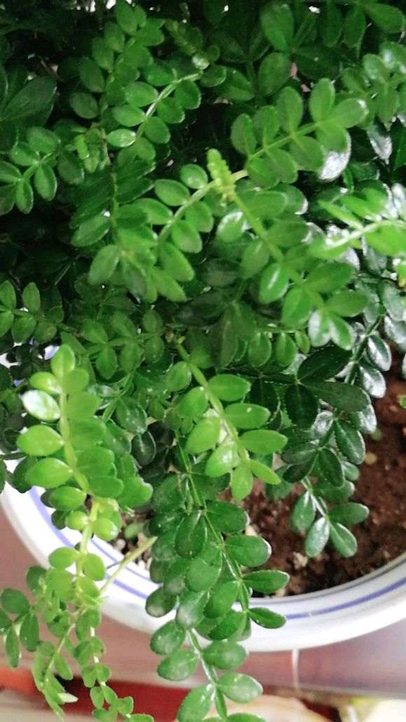 清香木下山桩裸根一星期就发芽了 图片