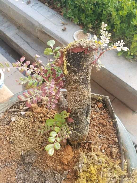 清香木下山桩发芽有好几个月了 图片