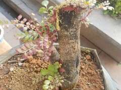 清香木下山桩发芽有好几个月了 图片