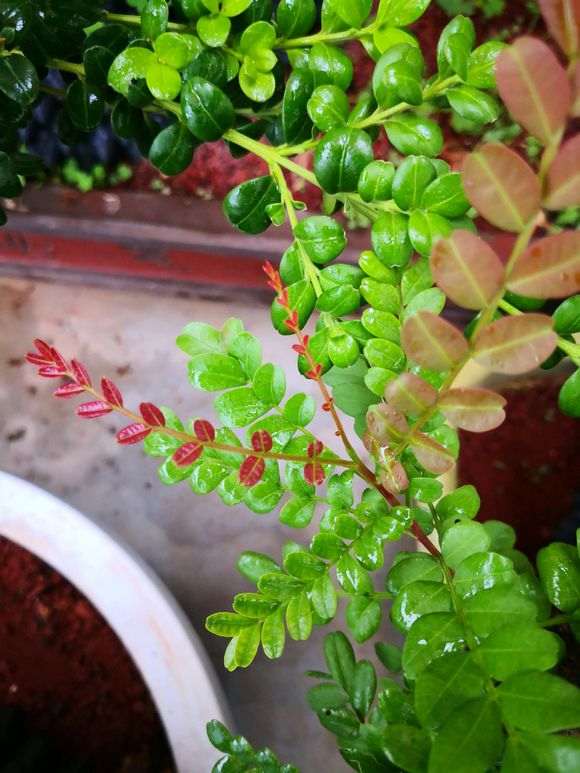 清香木下山桩长得非常慢 怎么办 图片