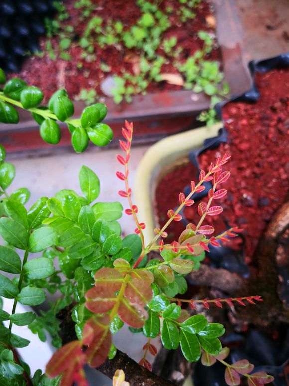 清香木下山桩长得非常慢 怎么办 图片