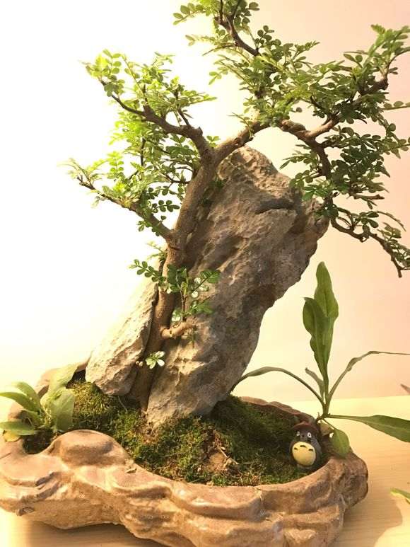 椒木当清香木下山桩买回来了 怎么办 图片