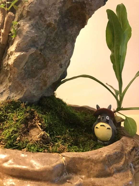 椒木当清香木下山桩买回来了 怎么办 图片