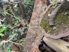 清香木下山桩上盆24天 枯掉了 怎么办